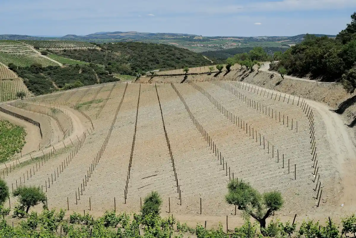 Vinhas Canavezo - Quintas MVCA