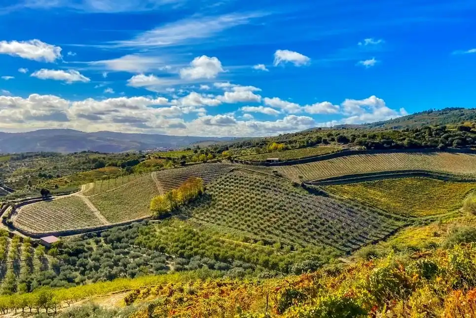 Vinhas Canavezo - Quintas MVCA