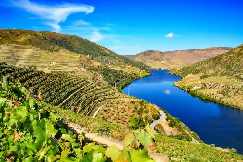 Vinhas da Quinta do Torrão - Quintas MVCA