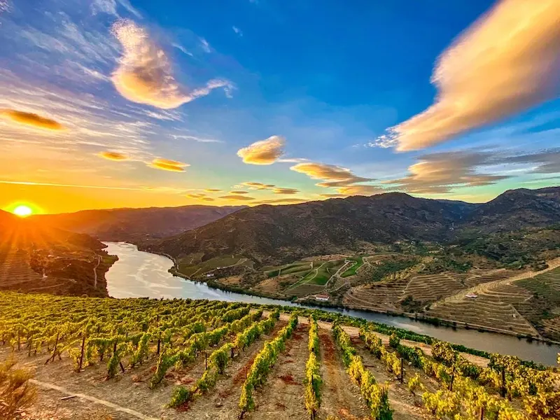 Vinhas da Quinta do Torrão - Quintas MVCA