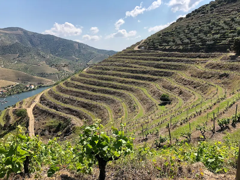 Vinhas da Quinta do Torrão - Quintas MVCA