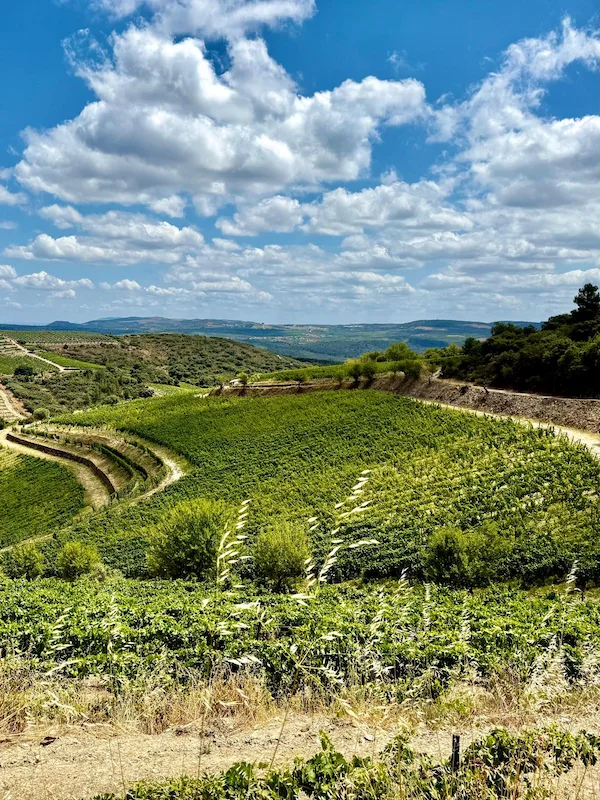 Vale D. Ainda 2024 - Quintas MVCA