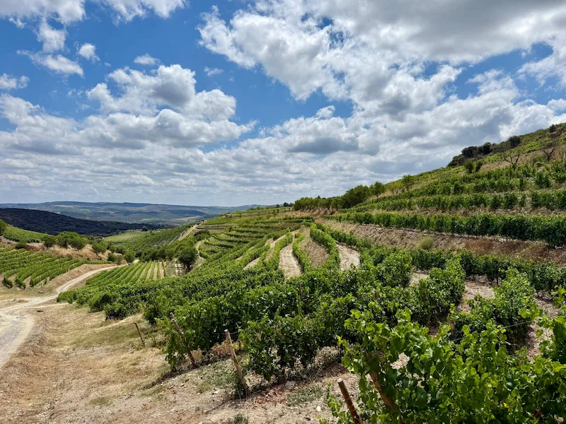 Vale D. Ainda 2024 - Quintas MVCA